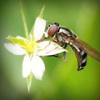 /album/twilightsaga/photolia-a02-jpg/