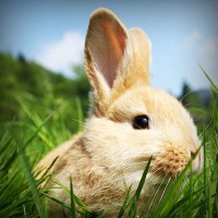 /album/twilightsaga/photolia-a03-jpg/