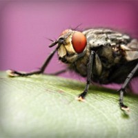 /album/twilightsaga/photolia-a08-jpg/